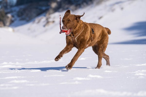 Chessie-pes-retrivr